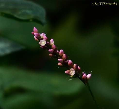 {Persicaria longiseta}